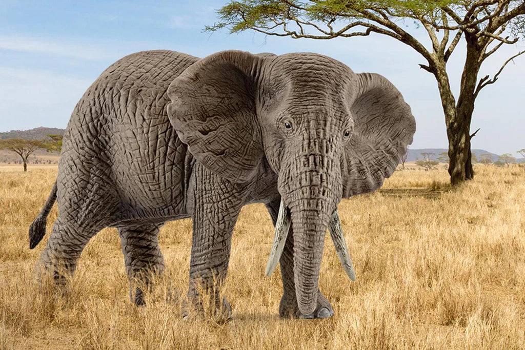 Schleich - African Elephant Female