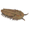 Collecta - Redlichia Rex Trilobite