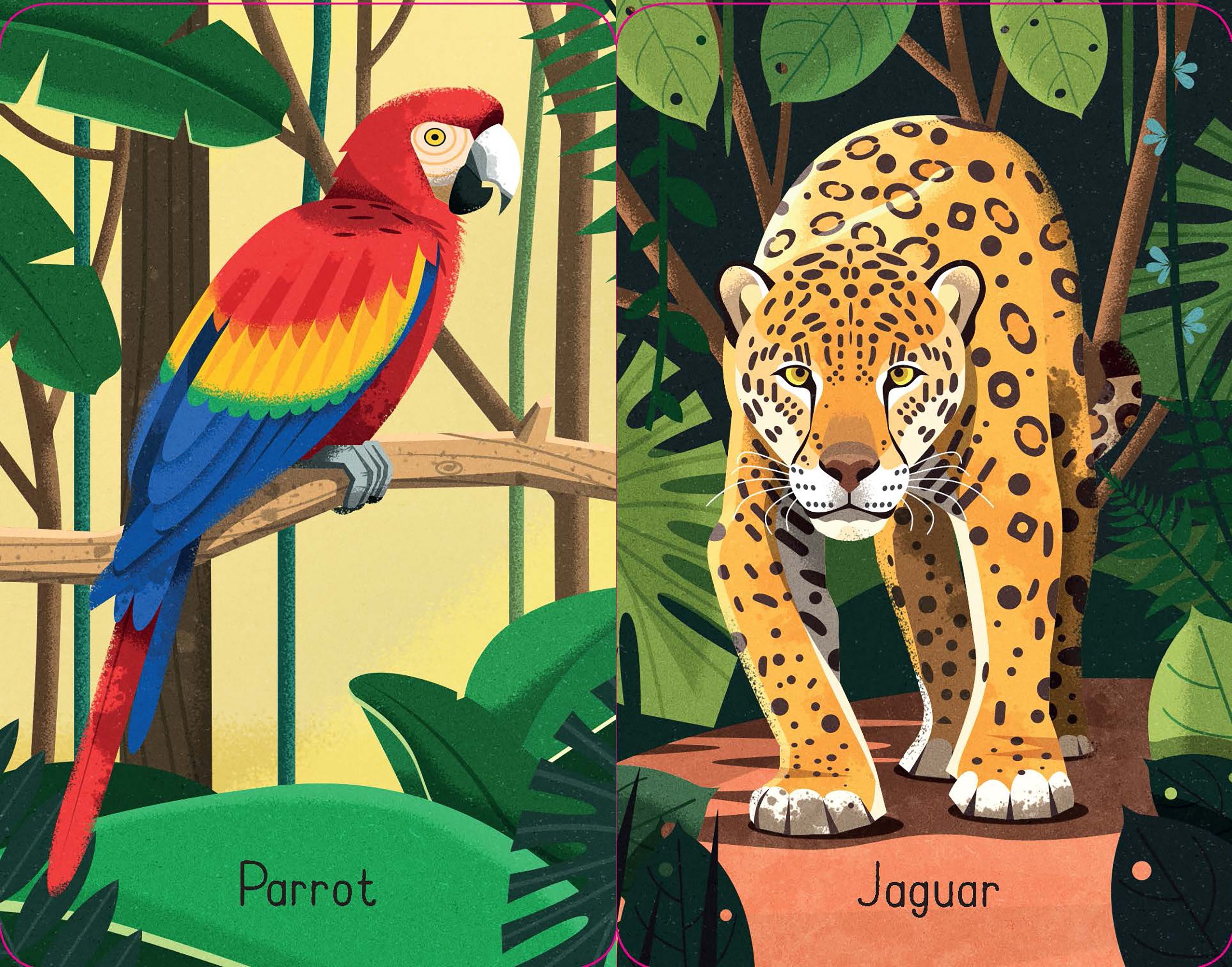 Usborne - Snap Cards - Jungle