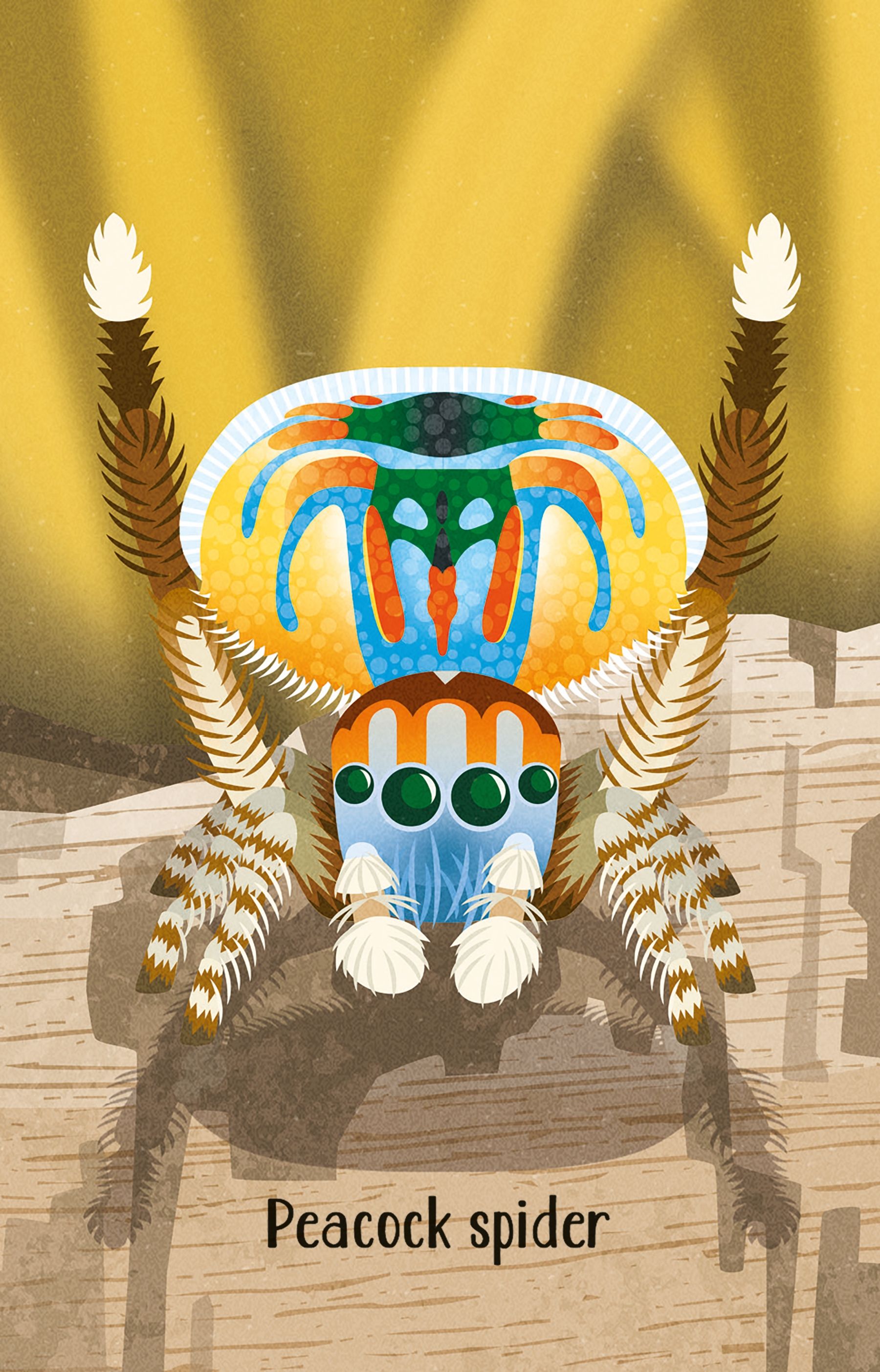 Usborne - Snap Cards - Bugs