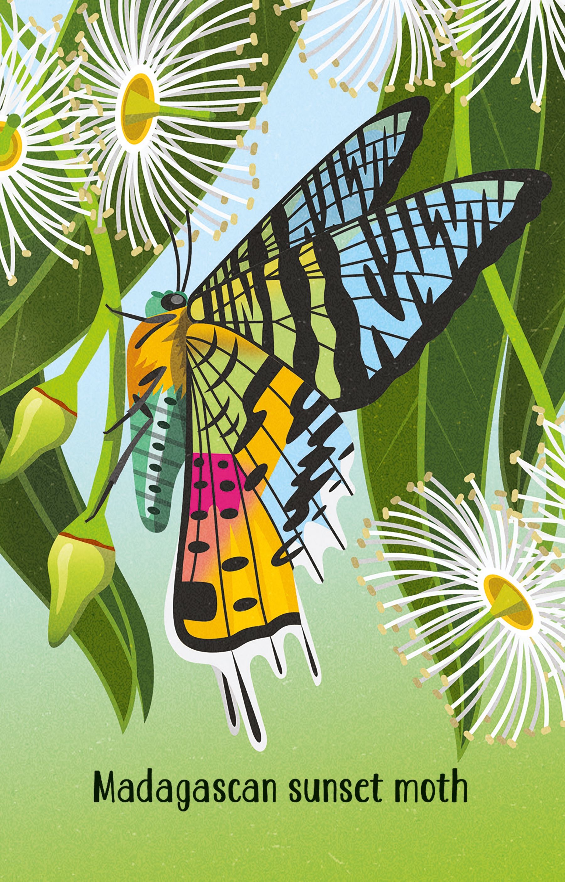 Usborne - Snap Cards - Bugs