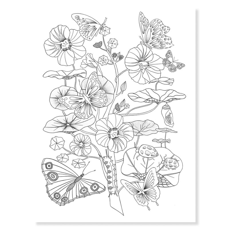 Djeco - Colouring Gallery - Naturalist