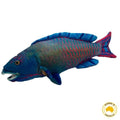 Huggable - Polly Parrot Fish