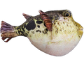 Huggable - Pablo Puffer Fish