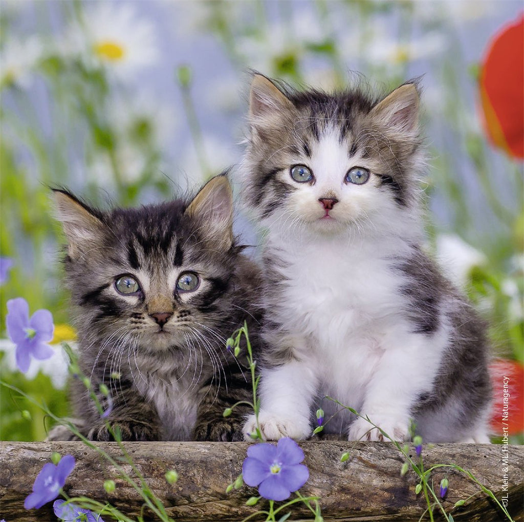 Ravensburger - 3 x 49Pc Kittens Puzzle
