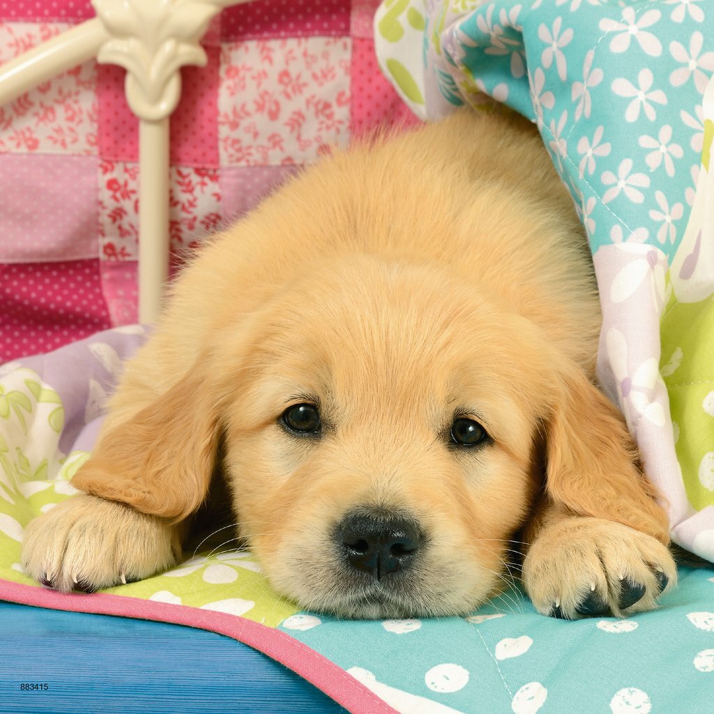 Ravensburger - 3 x 49Pc Cute Puppy Dogs Puzzle