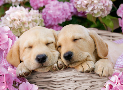 Ravensburger - 300Pc Sweet Dogs in a Basket Puzzle