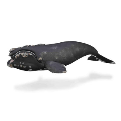 Collecta - Right Whale