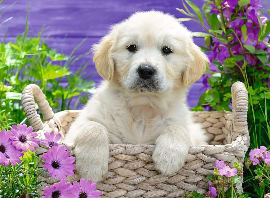 Ravensburger - Sweet Golden Retriever Puzzle 500Pc