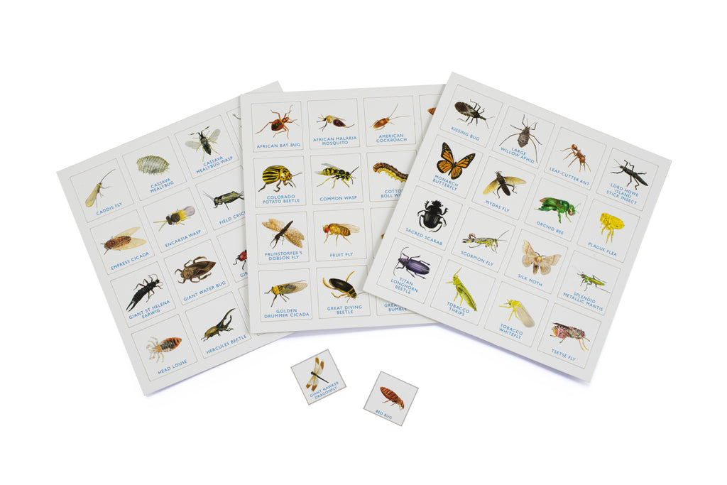 Brumby - Bingo - Bug