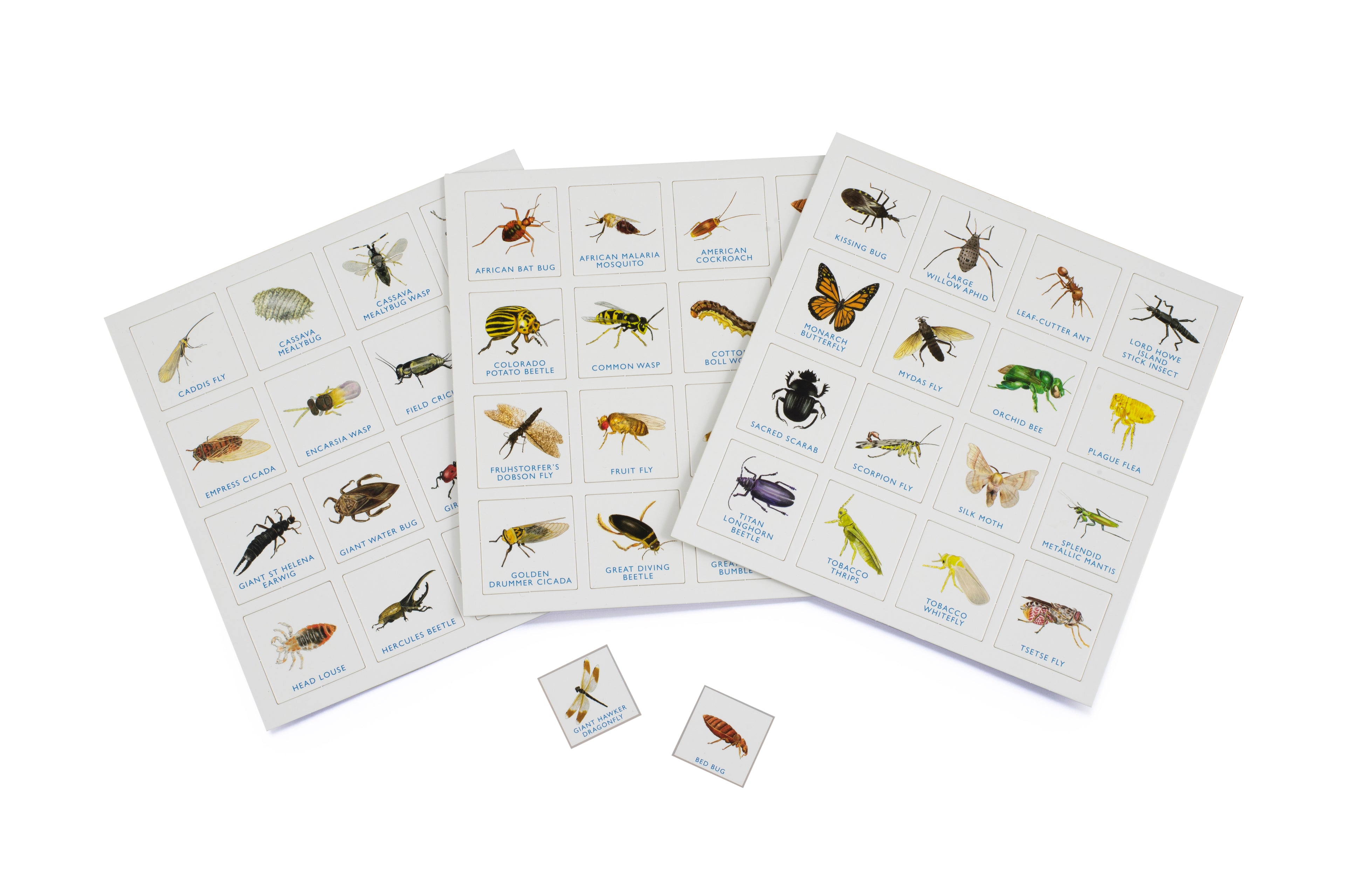 Brumby - Bingo - Bug